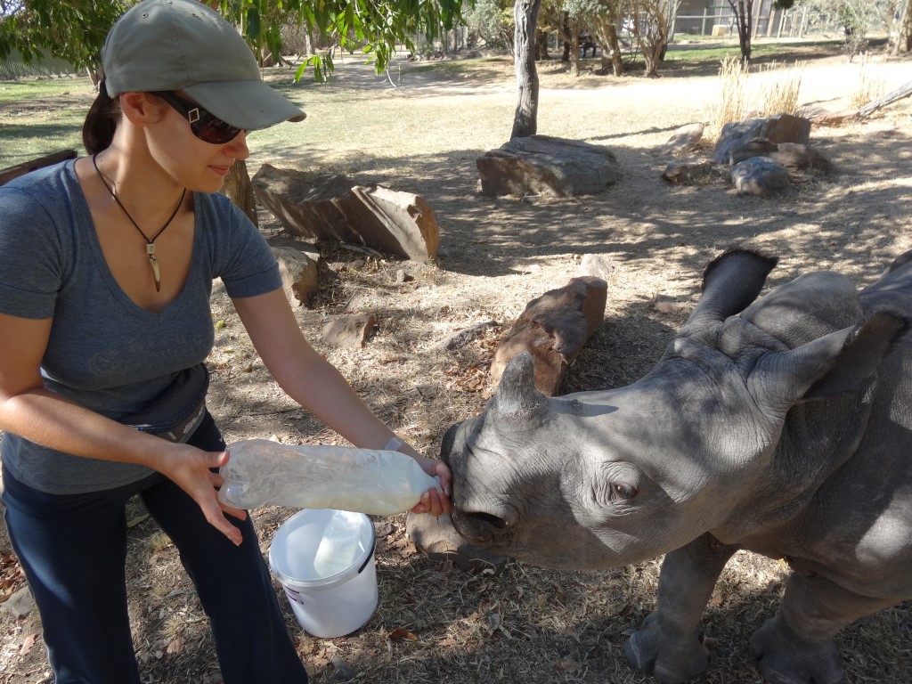 Jak karmiłam 300 kg nosorożca
