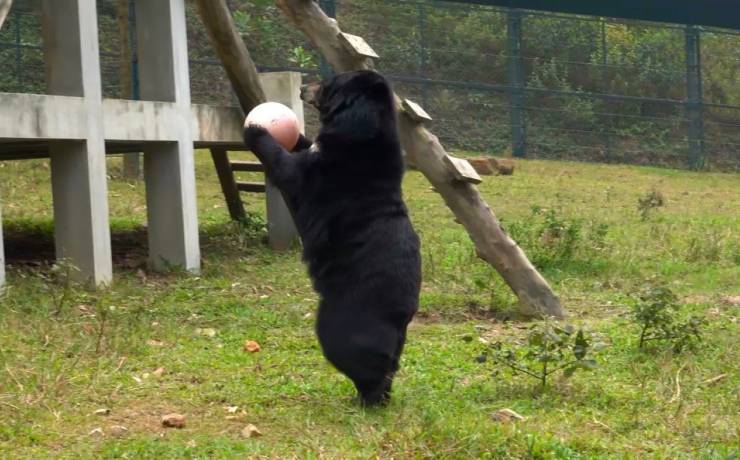 Niedźwiedzica bawi się różową piłką