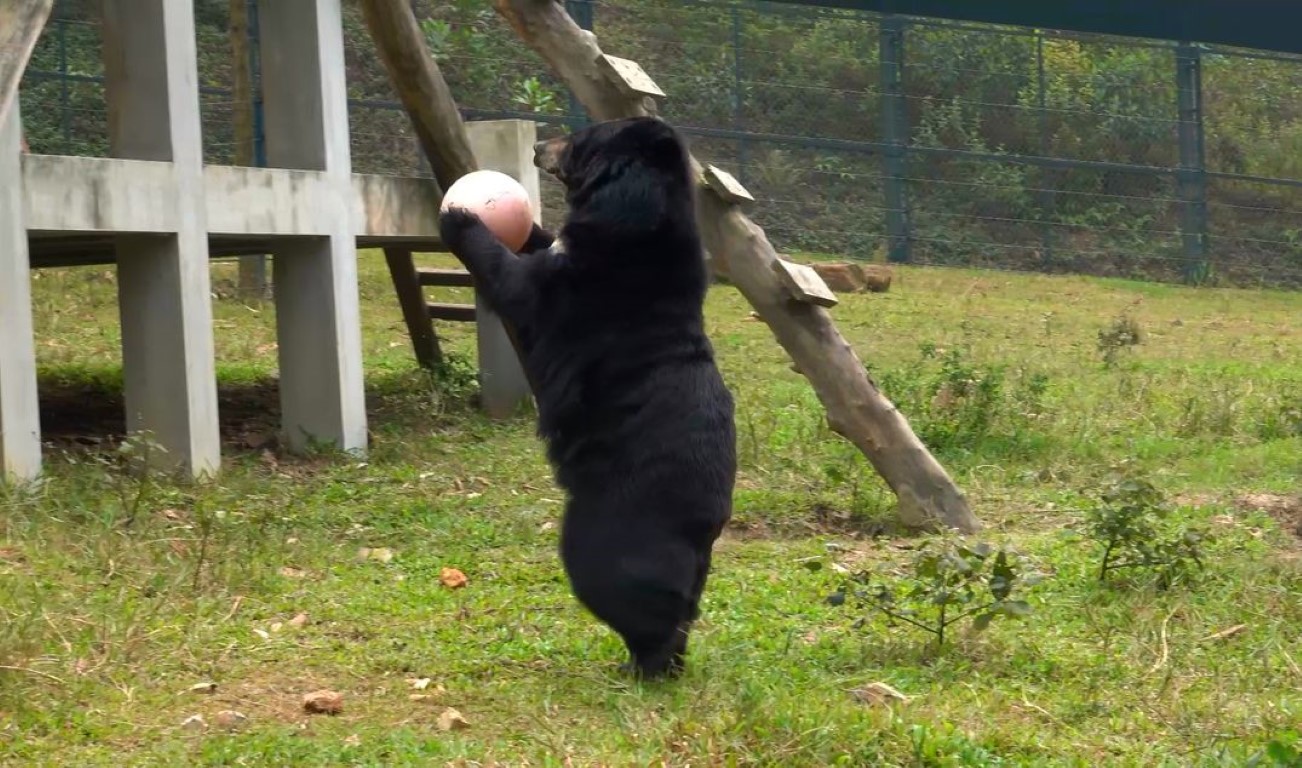 Niedźwiedzica bawi się różową piłką
