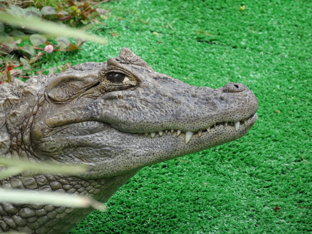 DSC05010-aligator-Medium.jpg