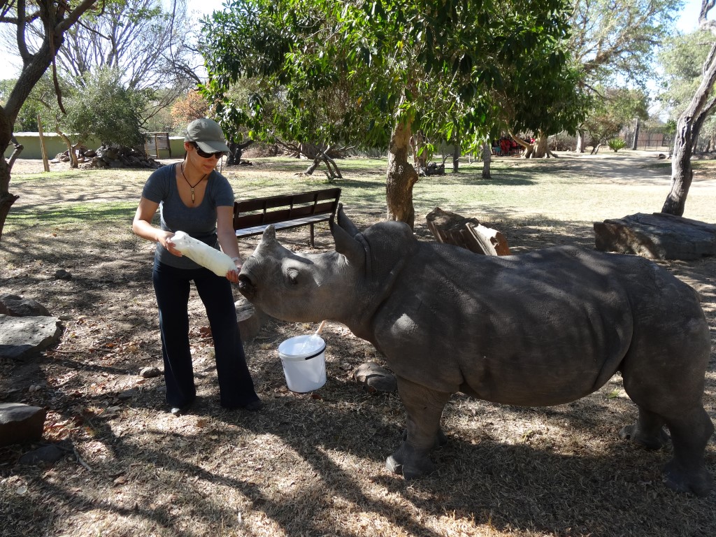 Jak-karmiłam-300-kg-nosorożca-2-4-Medium.jpg