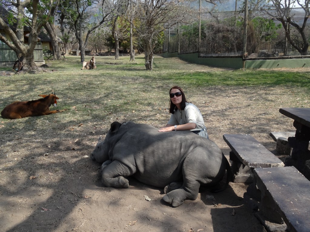 Jak-karmiłam-300-kg-nosorożca-3-Medium.jpg