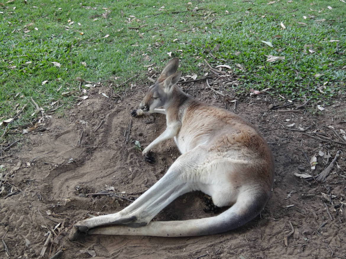 Australia-2013-052-e1515499283542.jpg