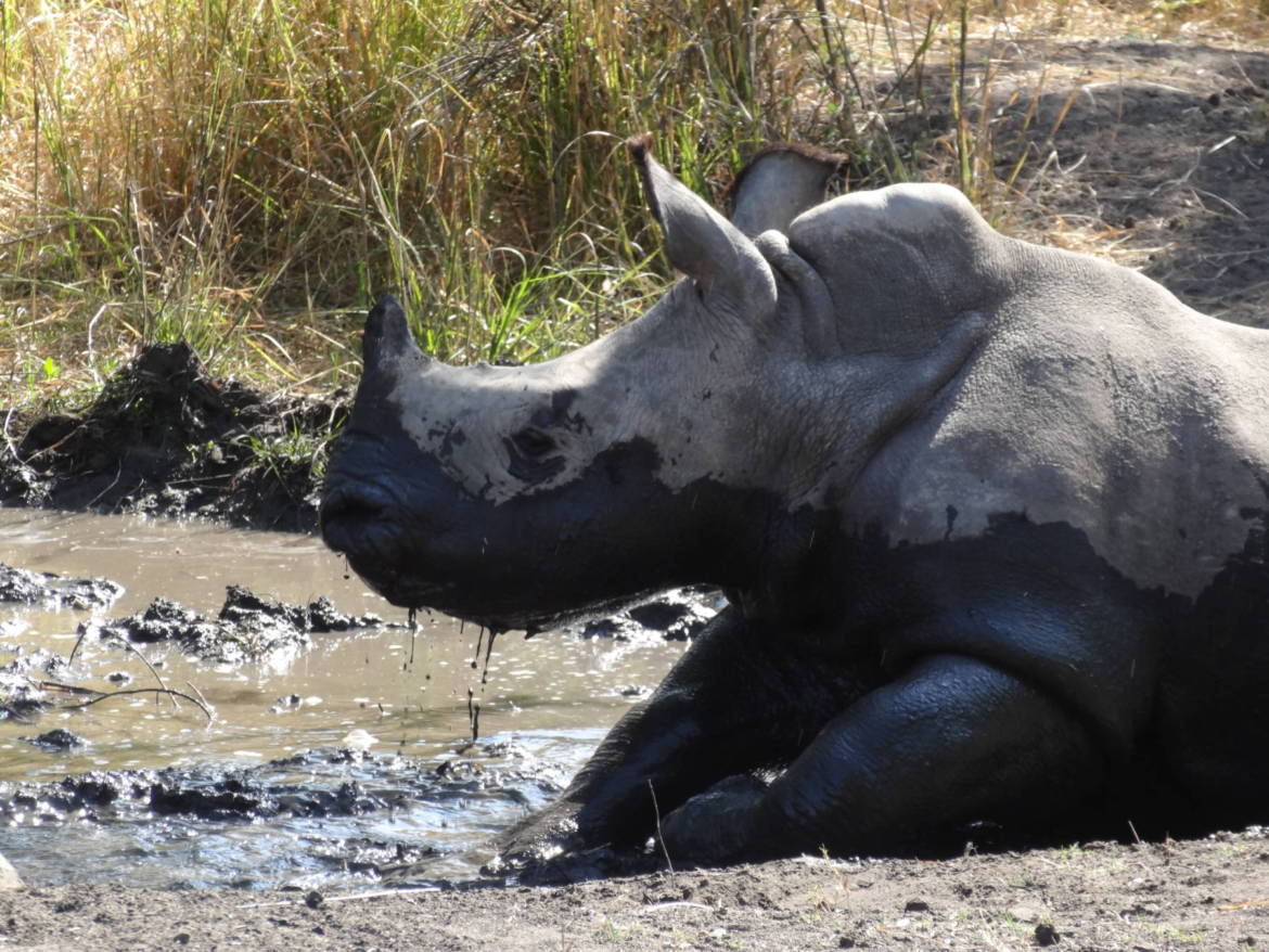 Kąpiel błotna nosorożca