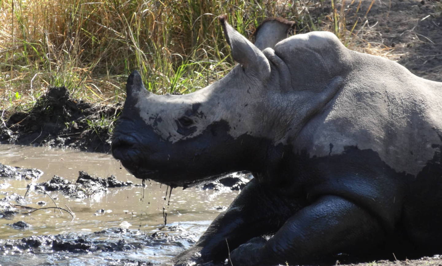 Kąpiel błotna nosorożca