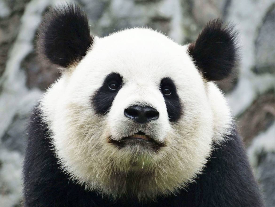 Panda wielka