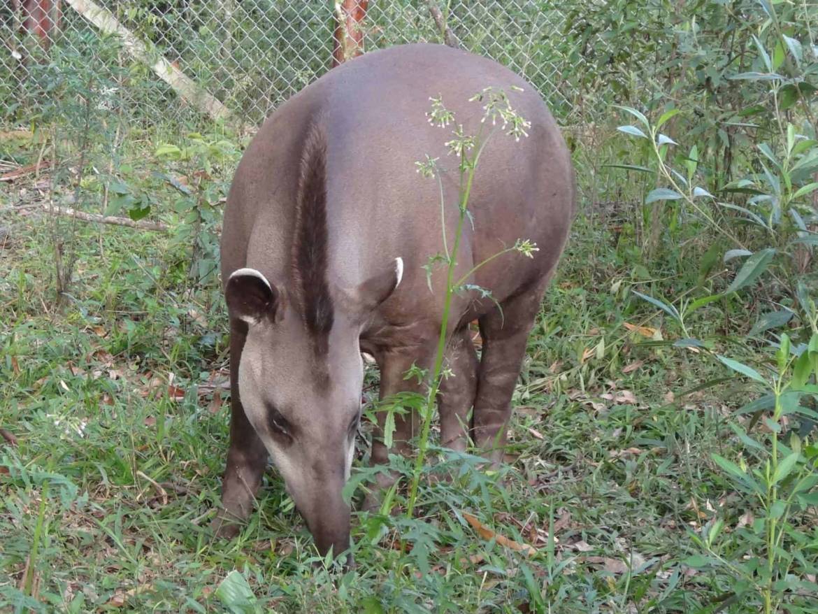 Tapir