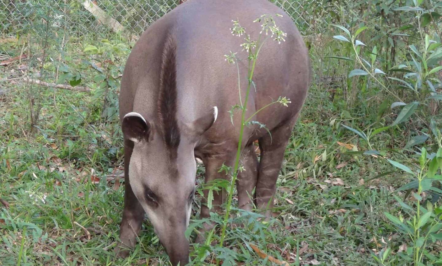 Tapir