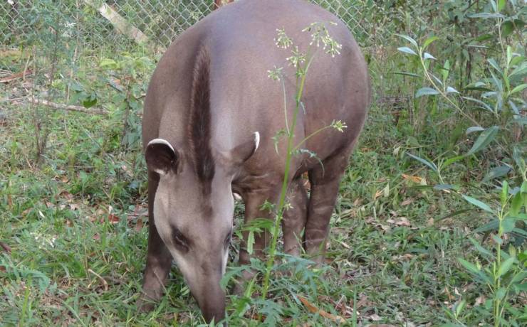 Tapir