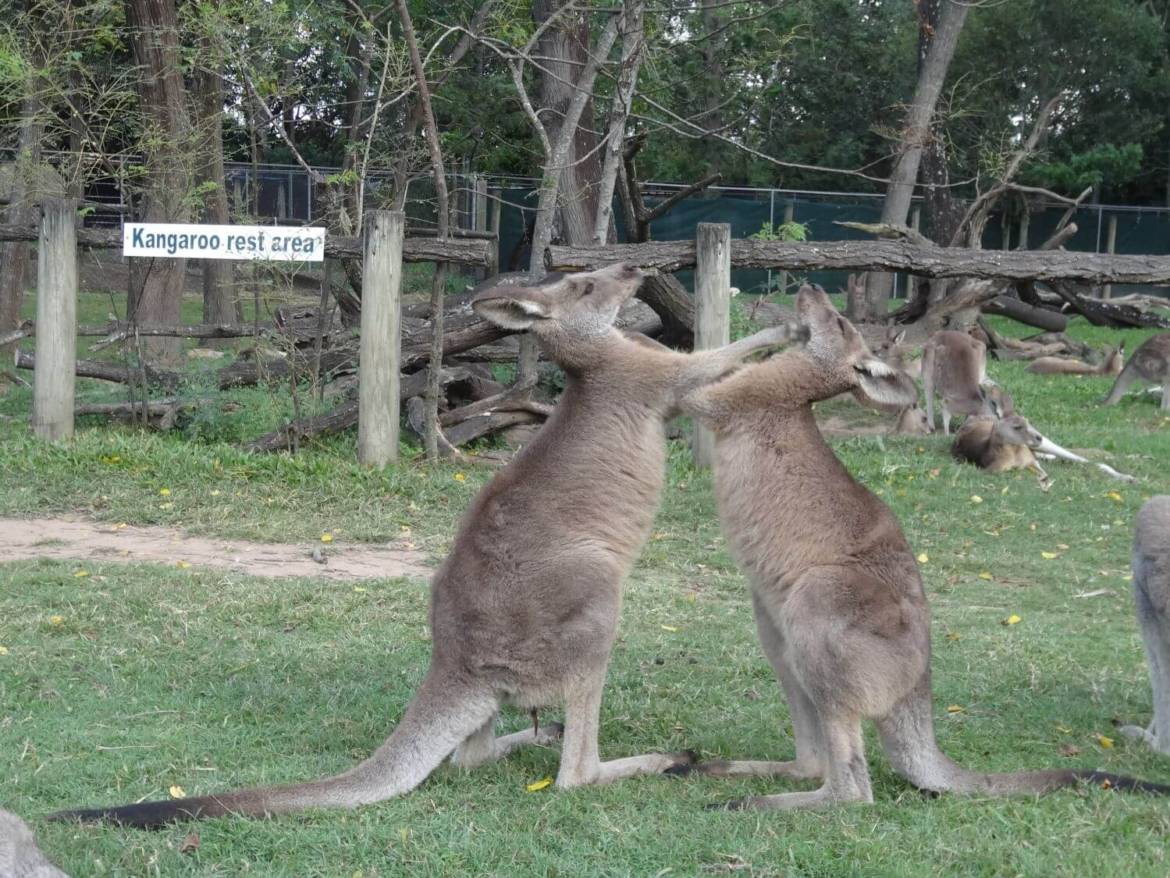 Boksujące kangury