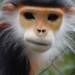 Endangered Primate Rescue Center
