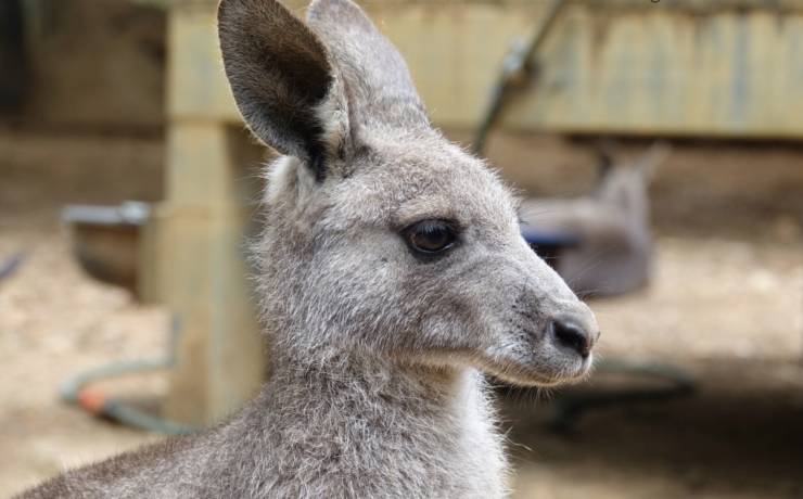 Kangaloola Wildlife Shelter