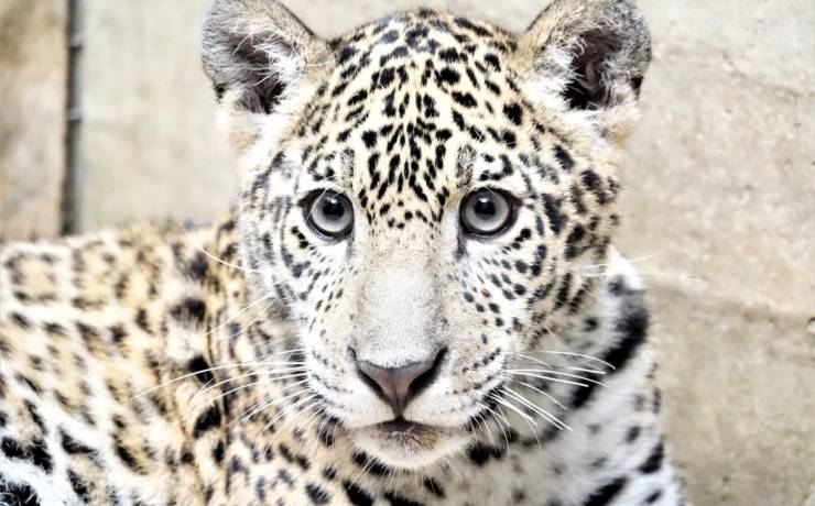 Uratowany jaguar
