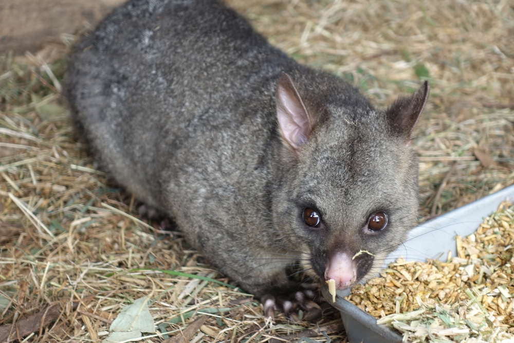 Niezwykła przyjaźń kitanki lisiej z wombatami