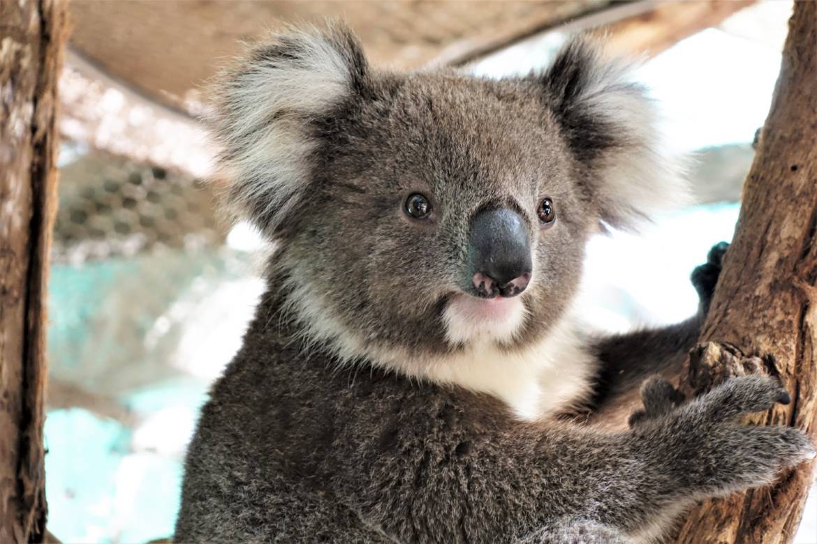 koala-na-strone.jpg