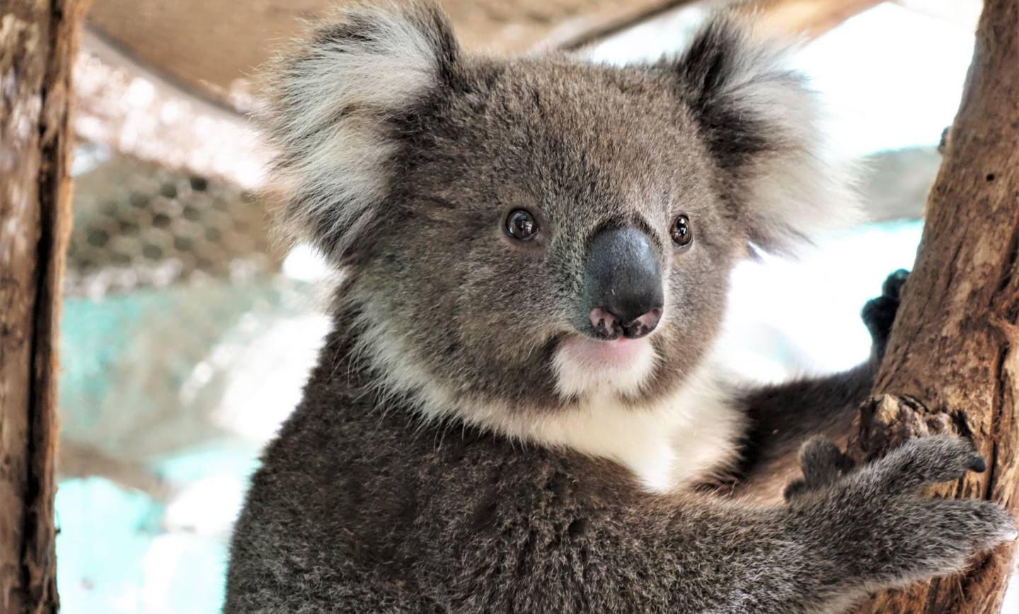 Koala