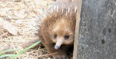 Kolczatka australijska