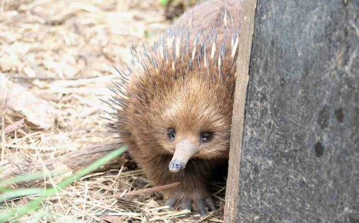 Kolczatka australijska