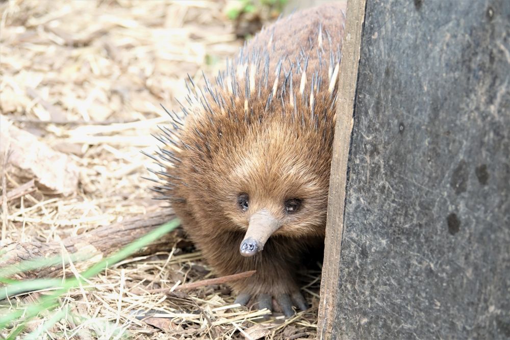 Kolczatka australijska