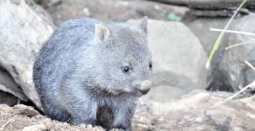 Wombat