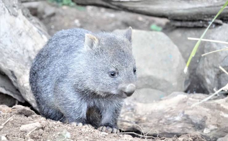 Wombat