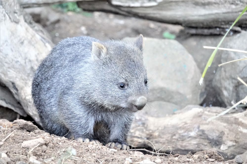 Wombat