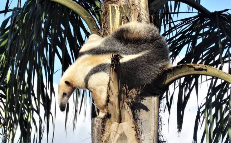 Tamandua południowa