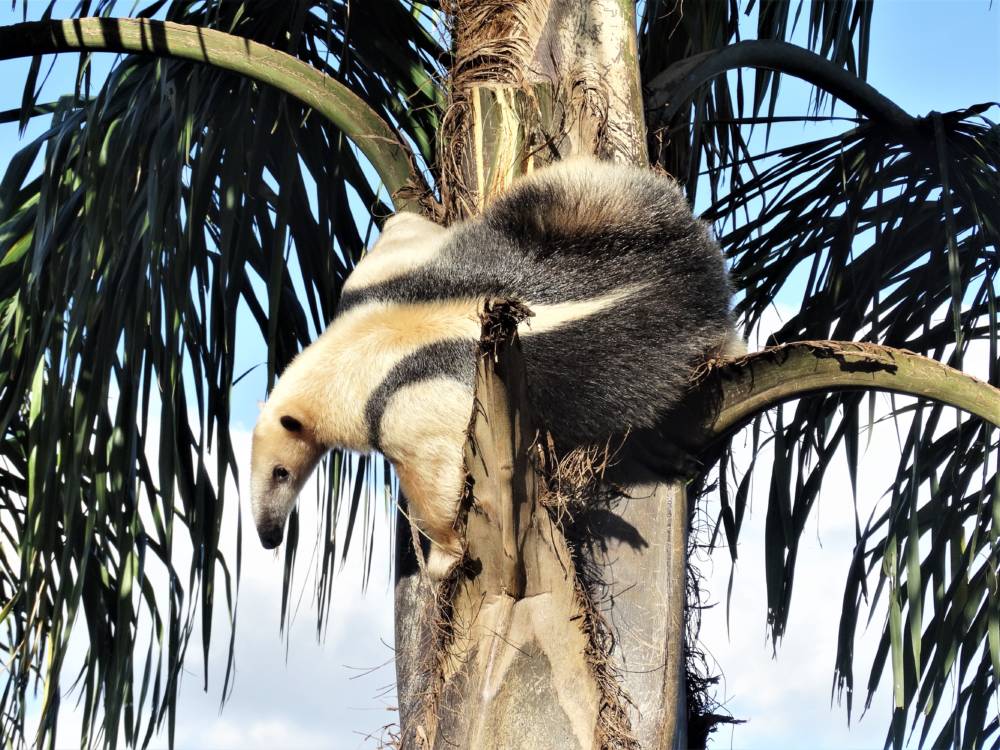 Tamandua południowa