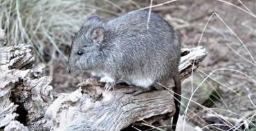 Kanguroszczur myszaty