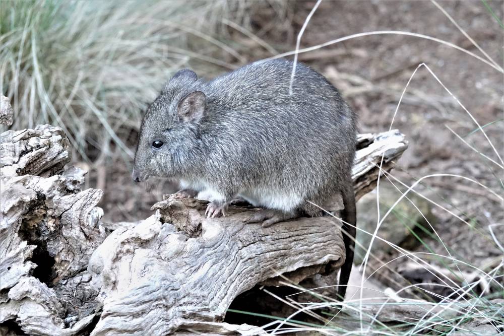 Kanguroszczur myszaty
