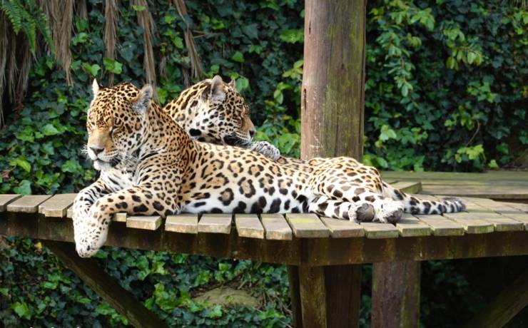 „Walczące” jaguary