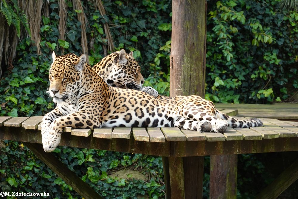 „Walczące” jaguary