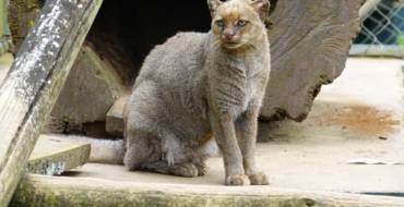 Jaguarundi