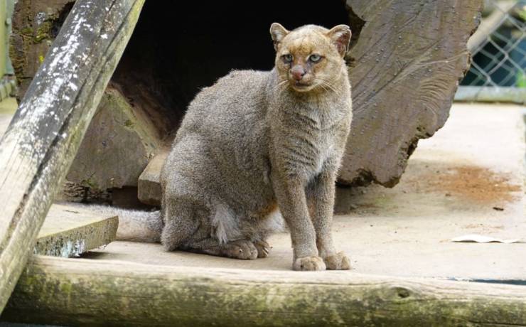 Jaguarundi