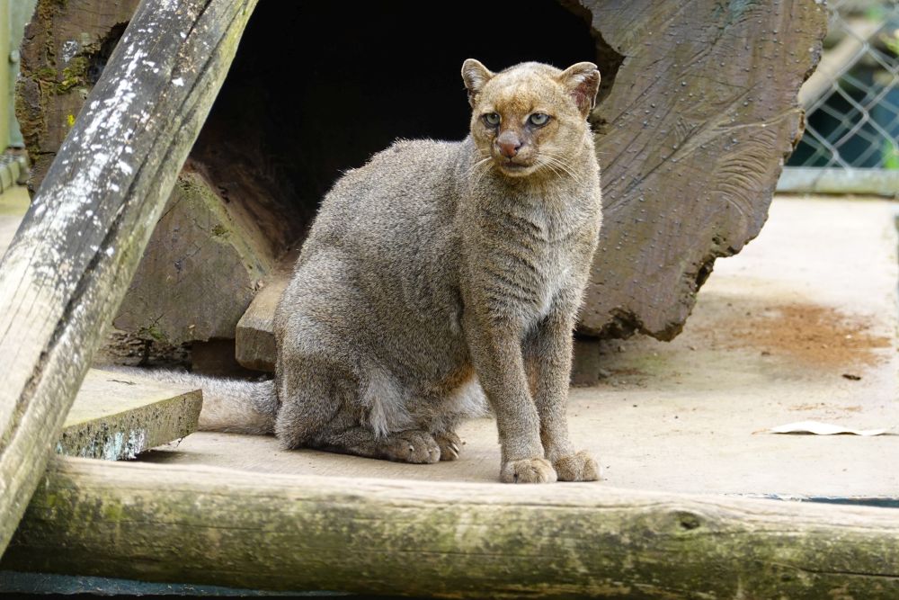 Jaguarundi