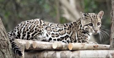 Ocelot