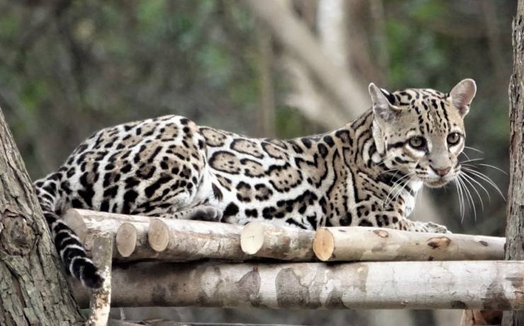 Ocelot