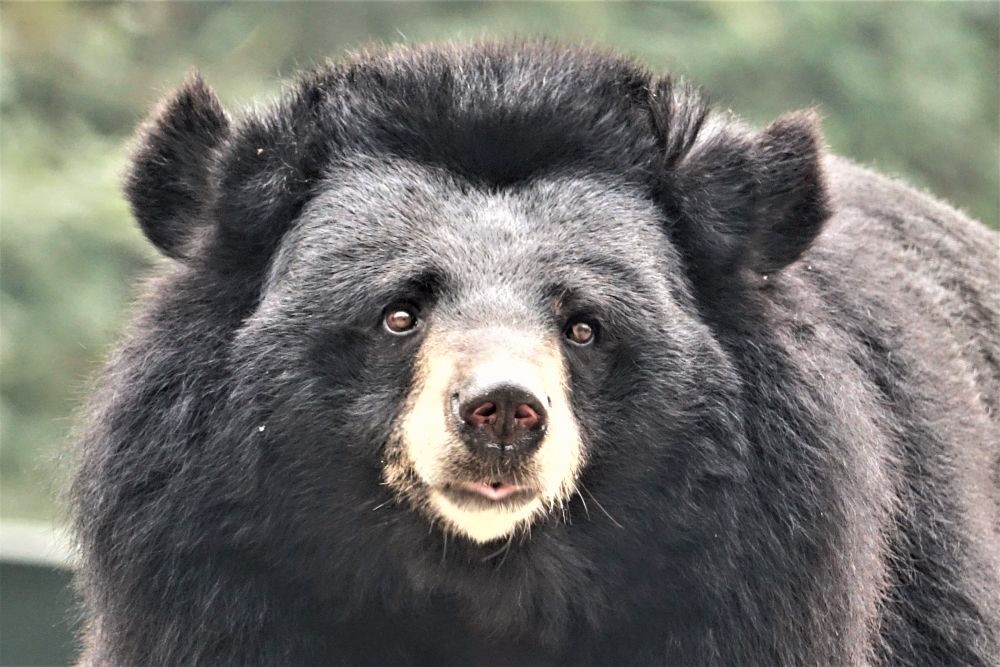 Nowe życie niedźwiedzi