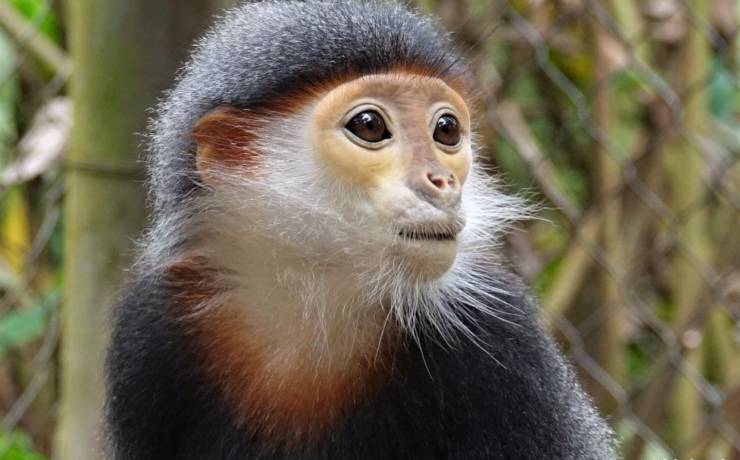Najpiękniejsze małpki na świecie