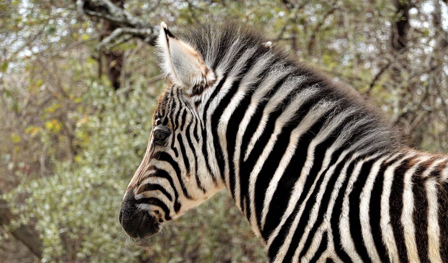 Zebra