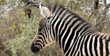 Zebra