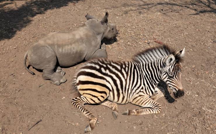 Jak zebra z nosorożcem