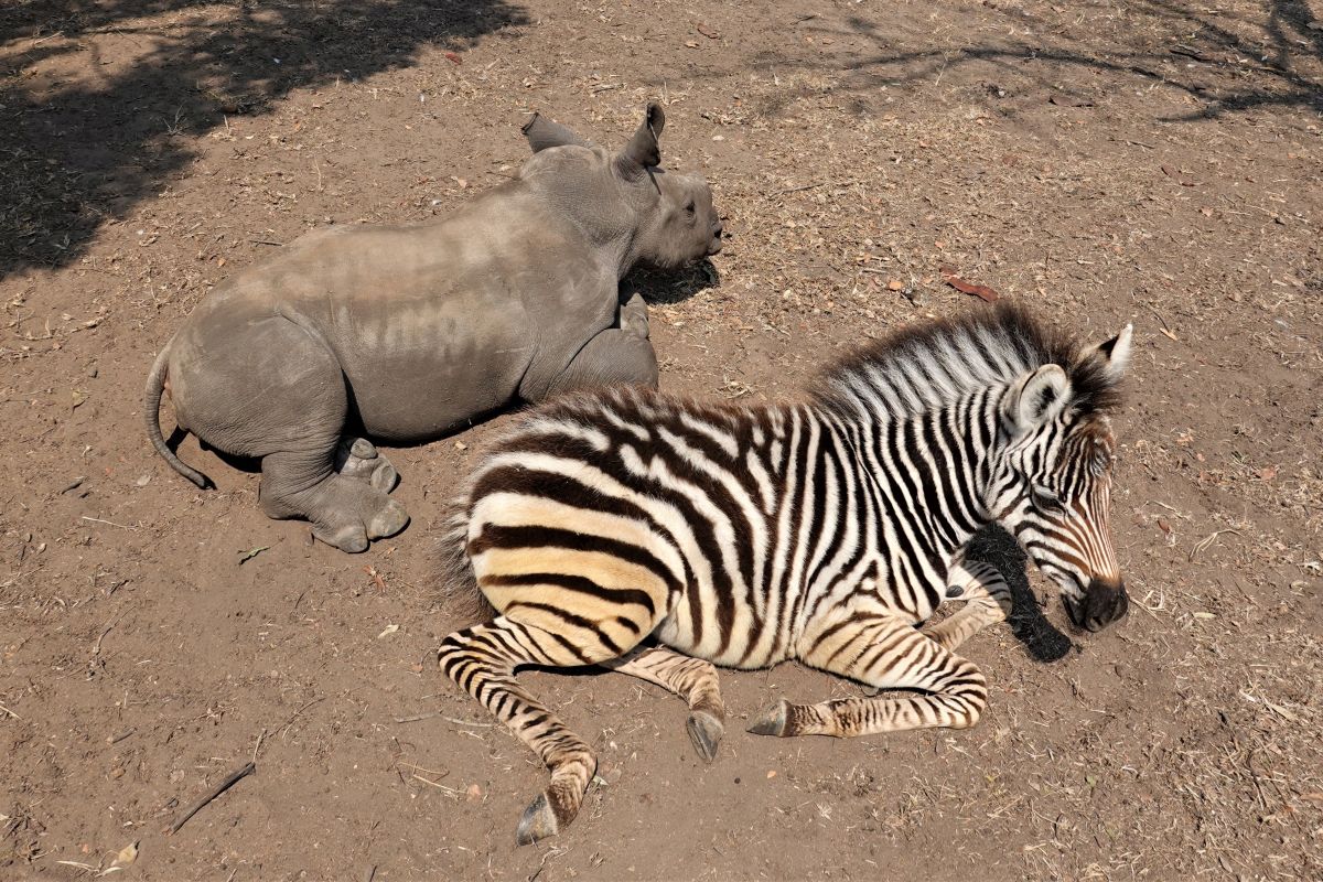 Jak zebra z nosorożcem