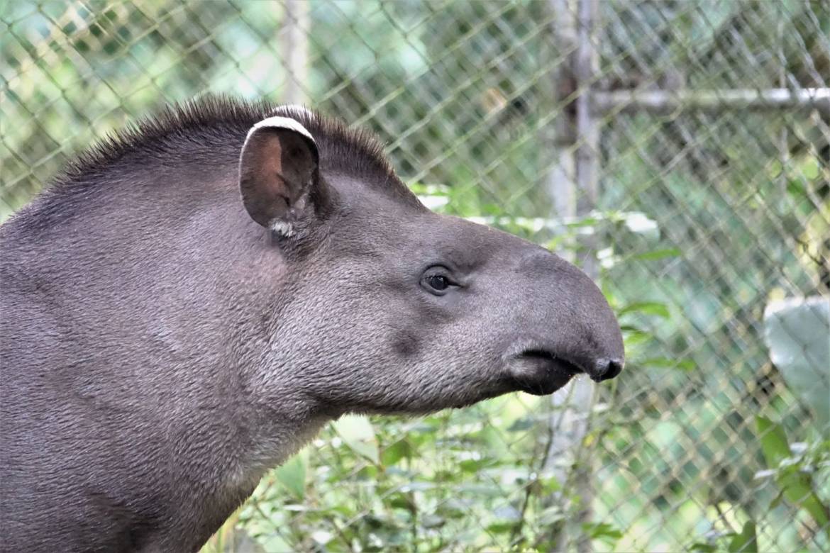 Tapir