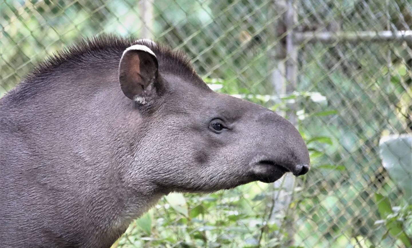 Tapir