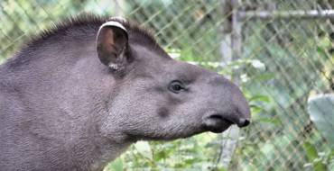 Tapir