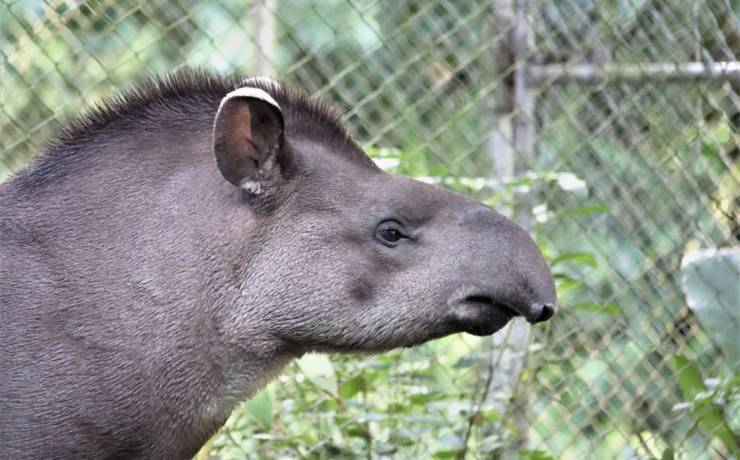 Tapir