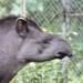 Tapir