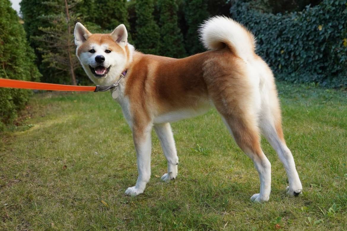 akita1.jpg