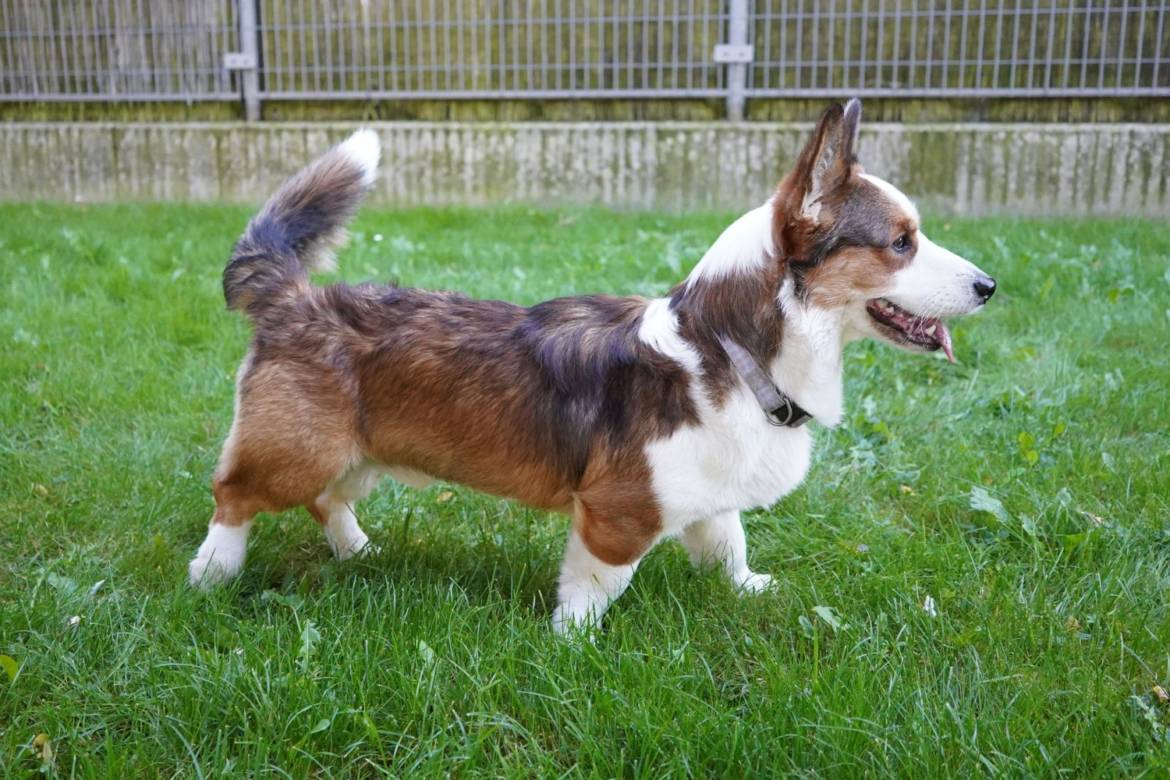 corgi.jpg